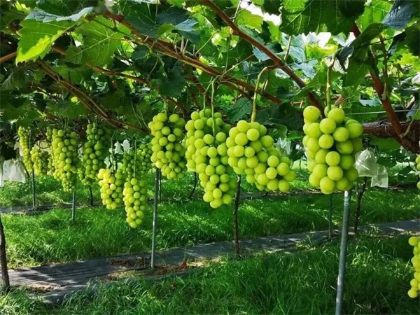 葡萄种植