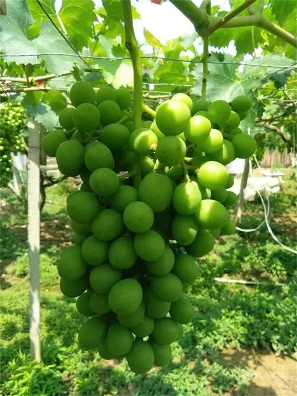 葡萄种植