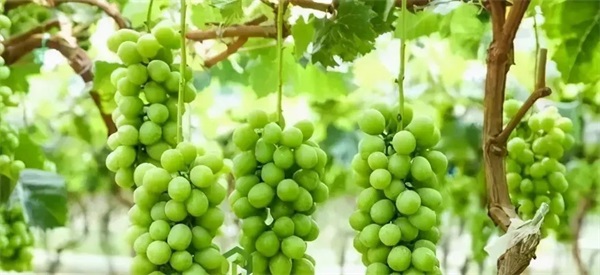 葡萄种植