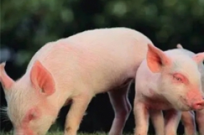生猪养殖