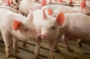 生猪养殖